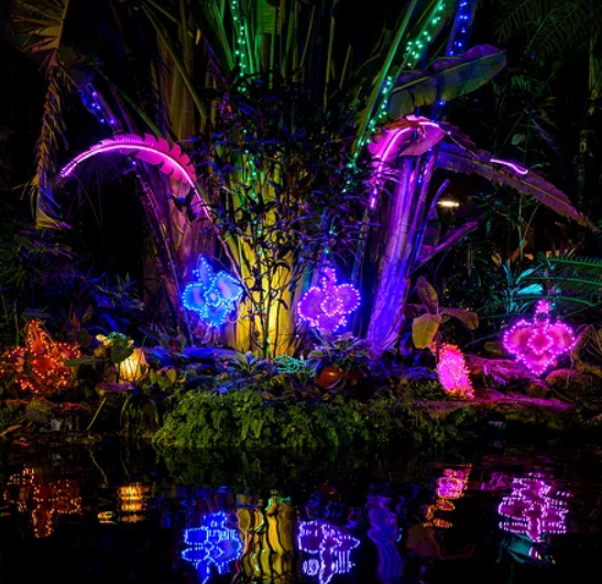 Holiday Lights at Selby Botanical Gardens Moriah Taliaferro